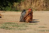 YORKSHIRE TERRIER 557
